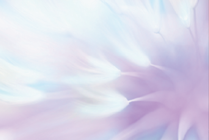 Abstract Dandelion