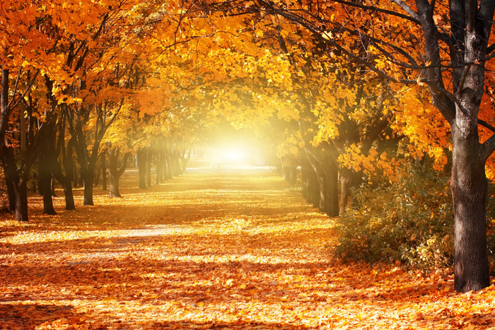 Autumn Leaf Sunset