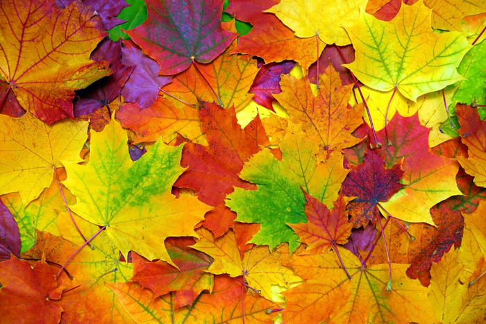 Autumn Leaves