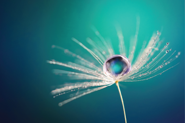 Dandelion and Dew Drop