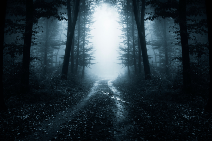 Dark Forest
