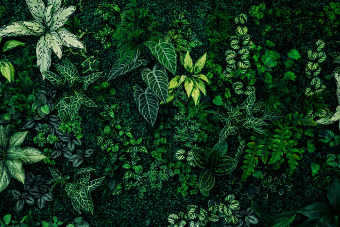 Dark Greenery