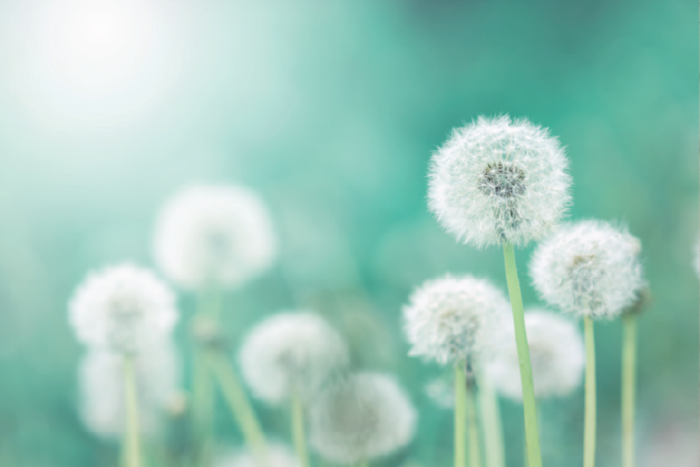 Field of Dandelions