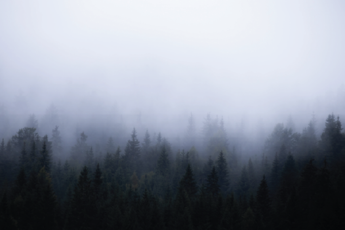 Foggy Forest