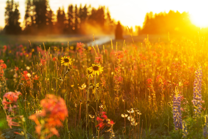 Golden Hour Meadow