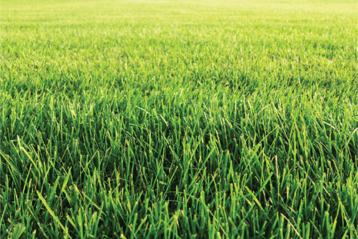 Grass