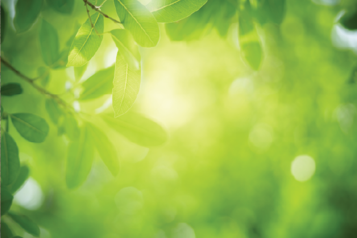Green Leaf Sunlight