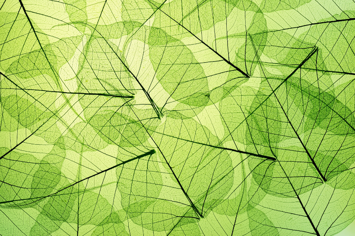 Leaf