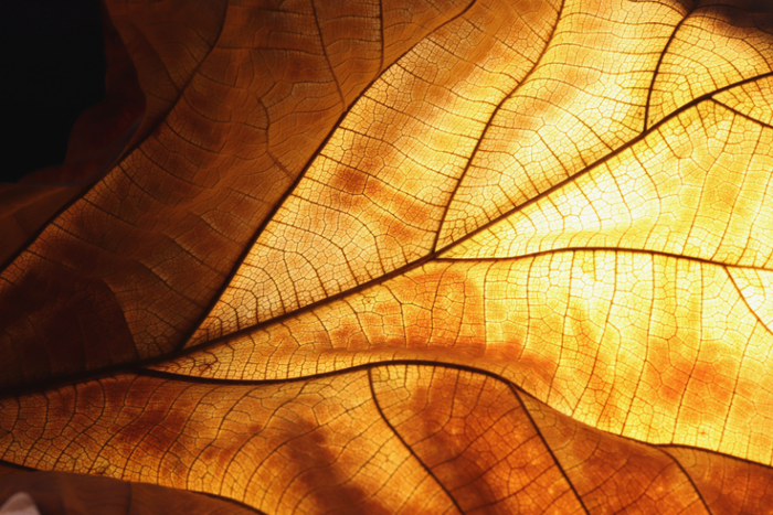 Leaf Lines