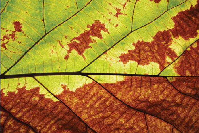 Leaf Texture