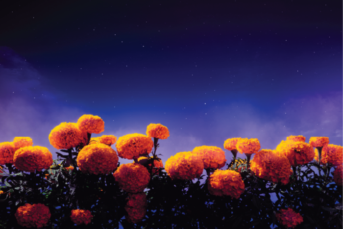 Marigolds at Night
