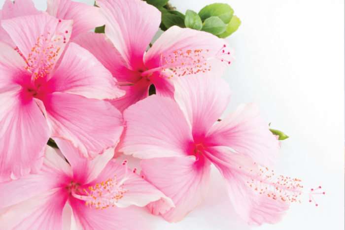 Pink Hibiscus