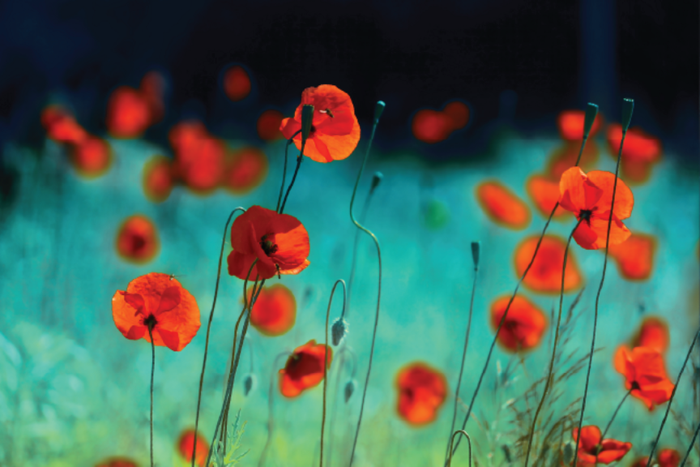 Poppies