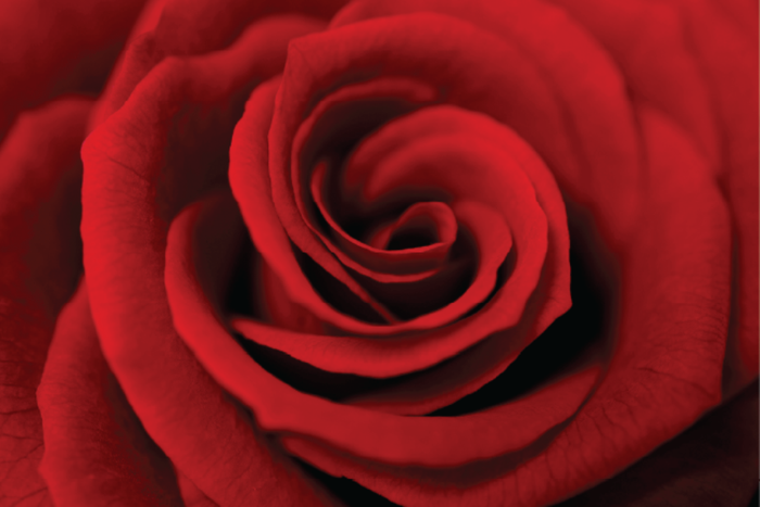 Rose Bud