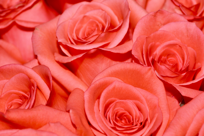 Roses