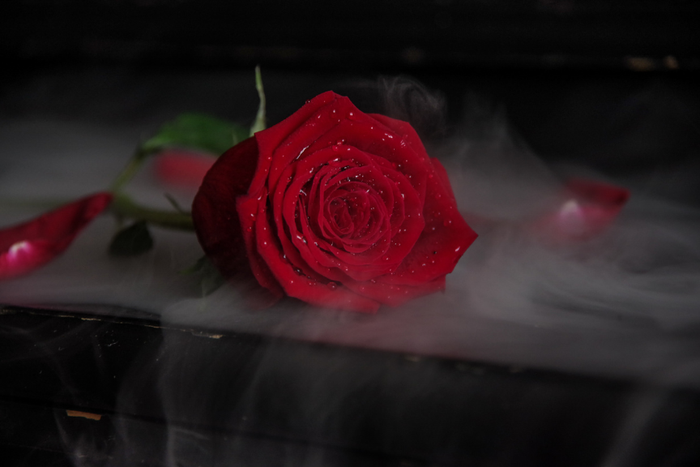 Smokey Rose