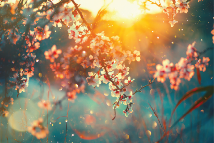 Sunlit Cherry Blossoms