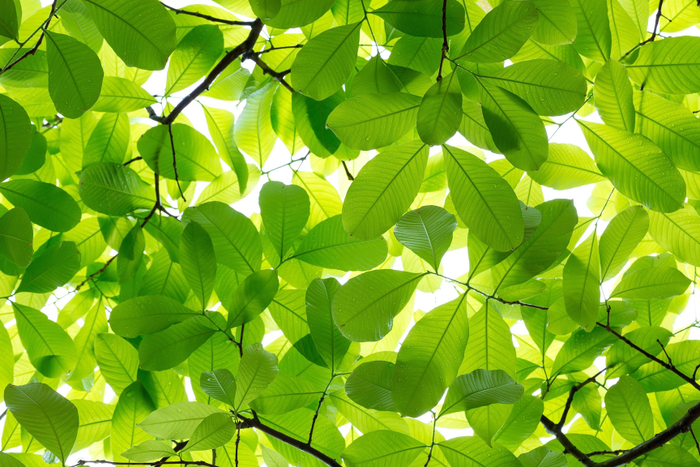Tree Canopy