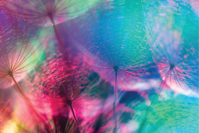 Vibrant Dandelions