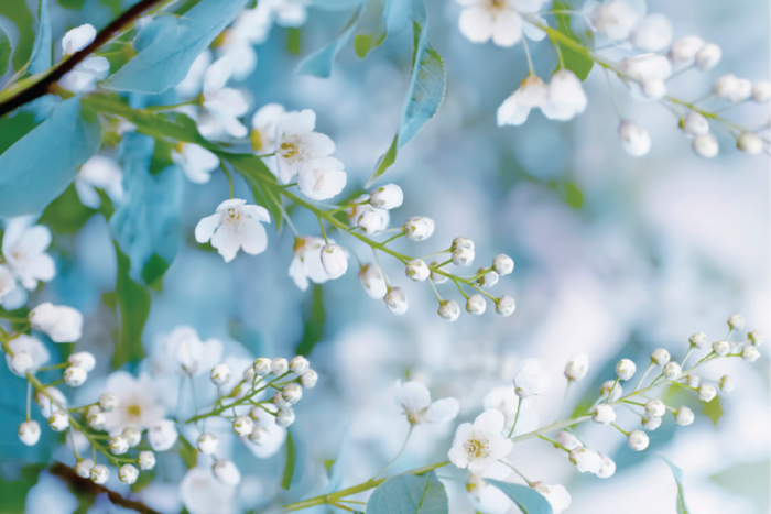 White Flowers