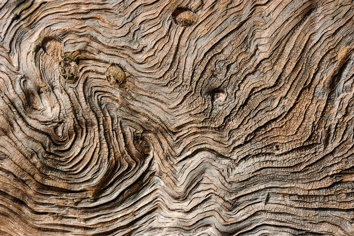 Wood Texture